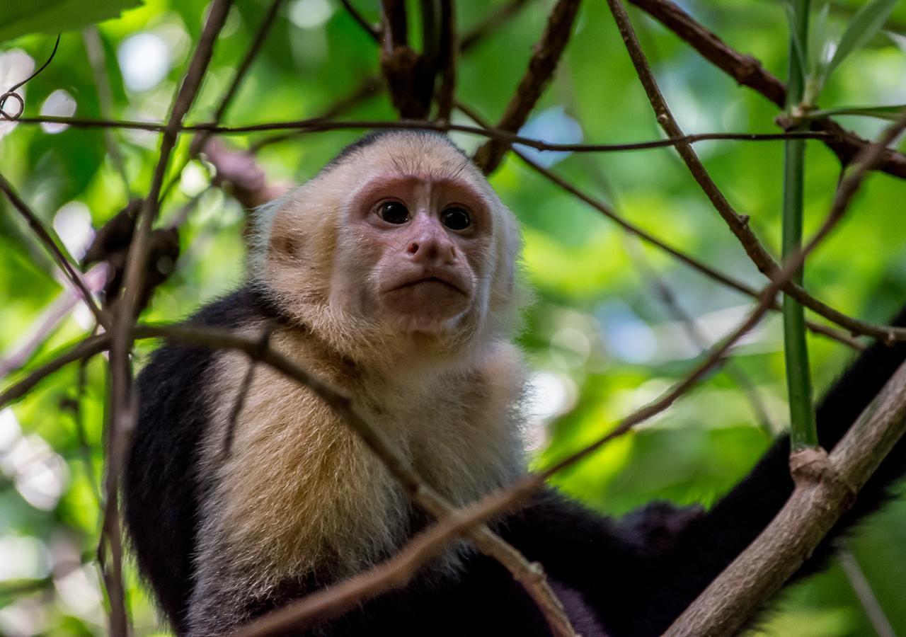 Hotel Manuel Antonio Eksteriør billede