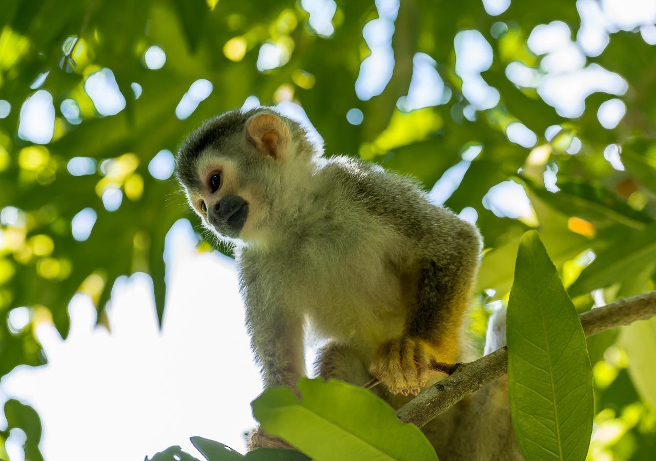 Hotel Manuel Antonio Eksteriør billede