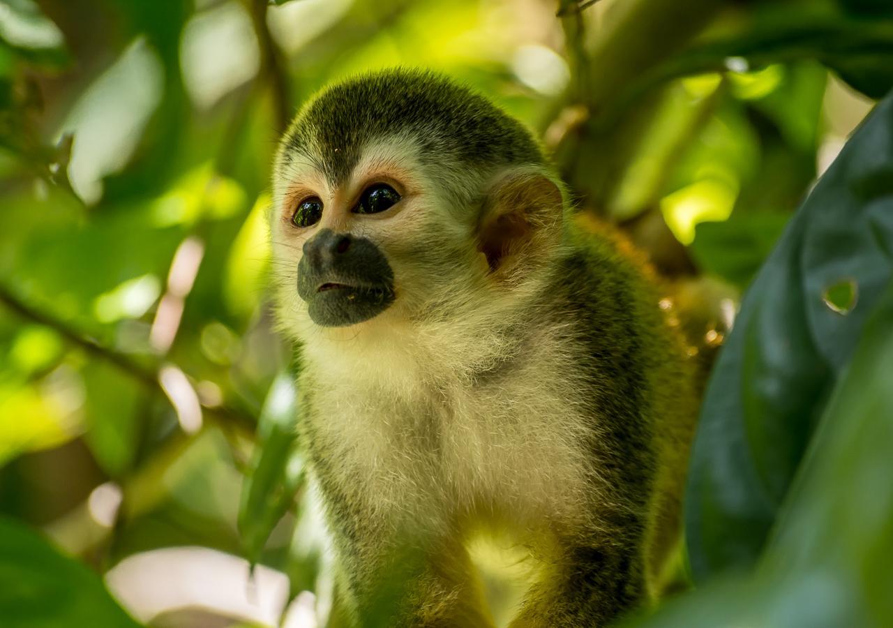Hotel Manuel Antonio Eksteriør billede
