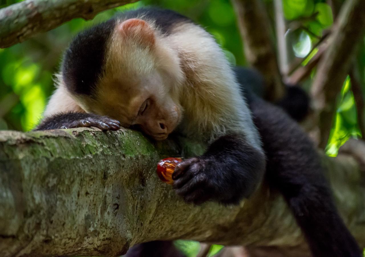 Hotel Manuel Antonio Eksteriør billede