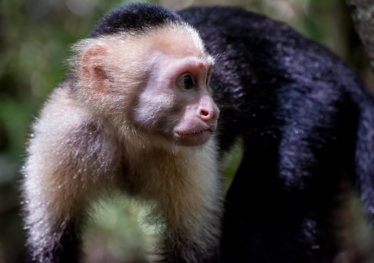 Hotel Manuel Antonio Eksteriør billede
