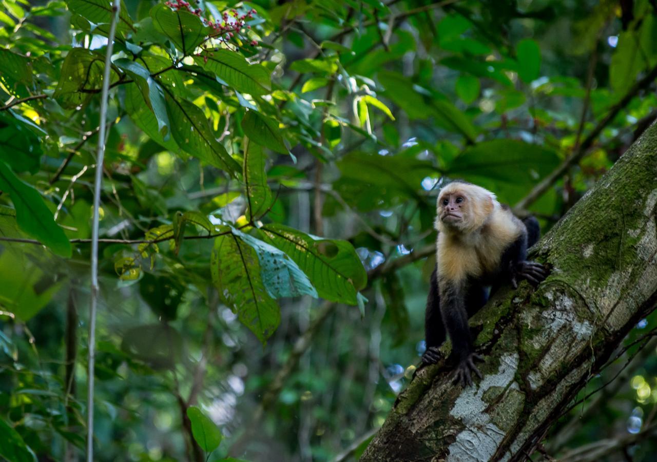 Hotel Manuel Antonio Eksteriør billede