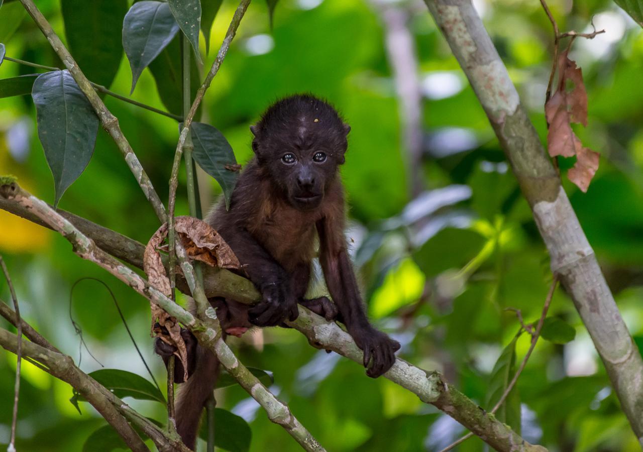 Hotel Manuel Antonio Eksteriør billede