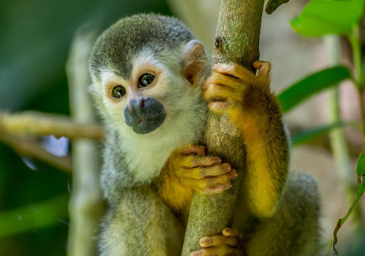 Hotel Manuel Antonio Eksteriør billede