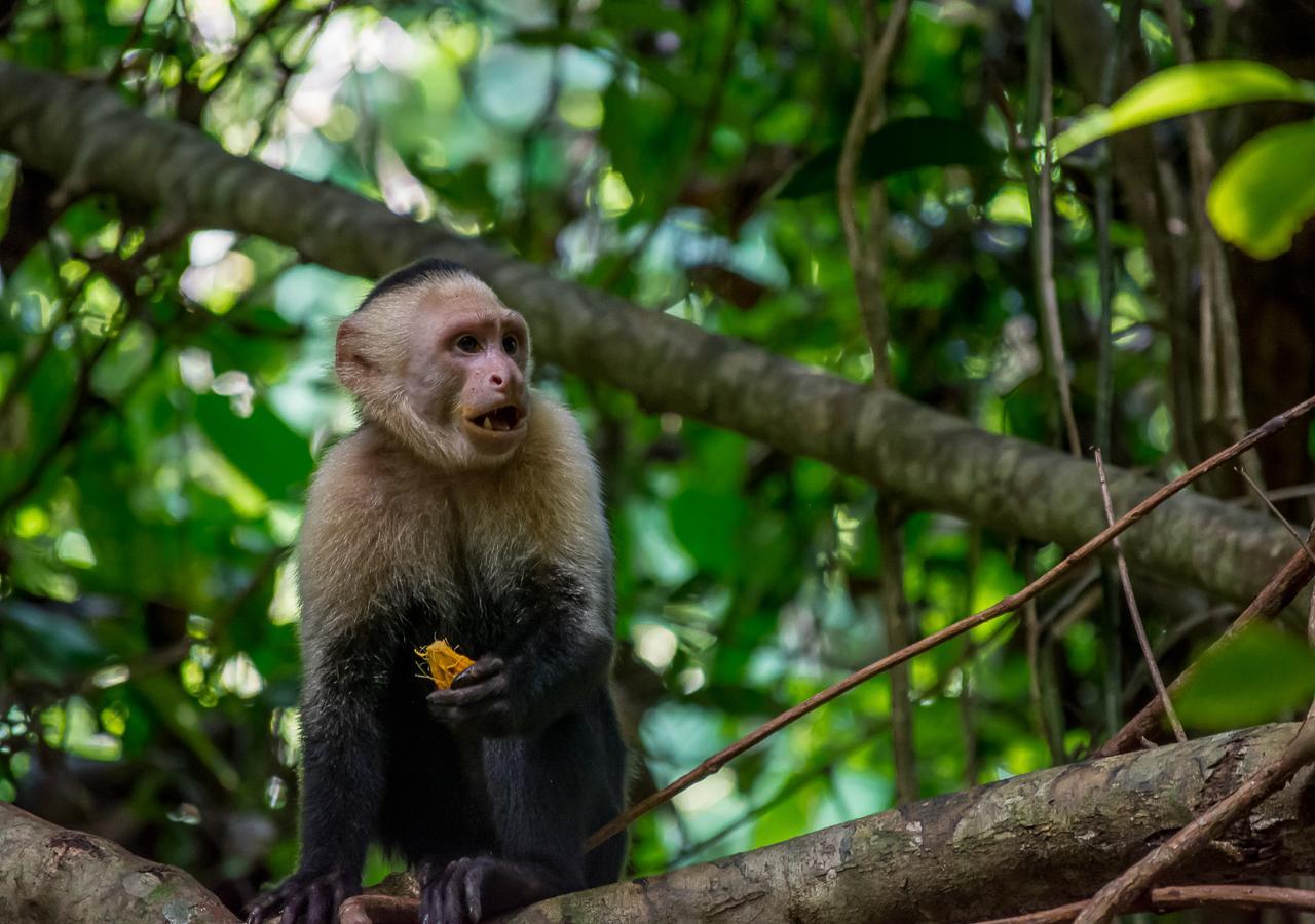 Hotel Manuel Antonio Eksteriør billede